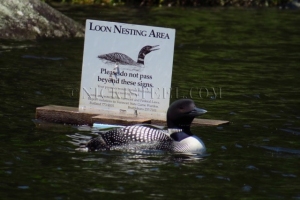 nest sign