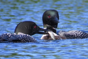 feeding baby