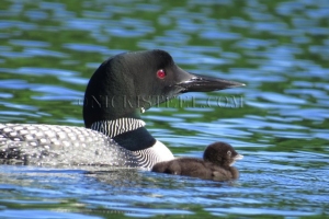 loon mother & child