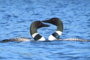 loon love