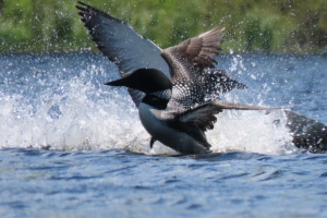 loons acting up