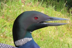 majestic loon