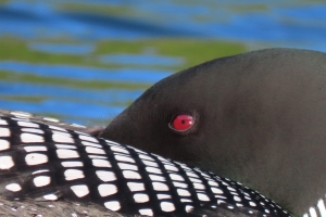 loon at rest