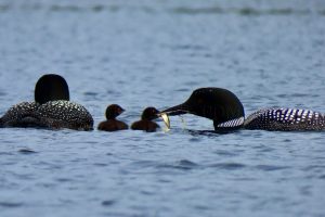 feeding