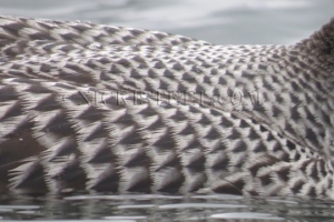 juvenile feathers