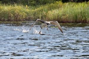 learning to fly