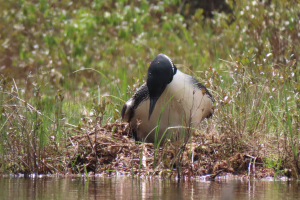 on the nest