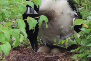 on the nest