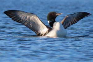 spread your wings