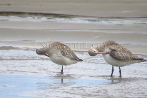 godwits