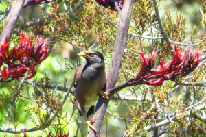 indian myna on flax
