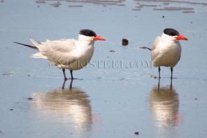 red-billed terns
