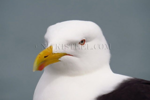 blackbacked gull