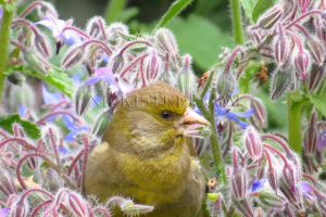 green finch