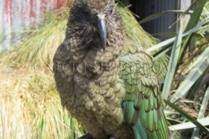kea