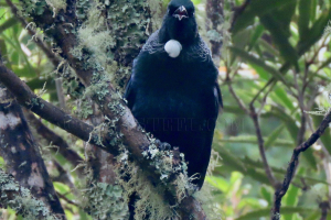 tui
