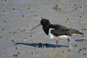 oyster catcher