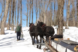sugaring