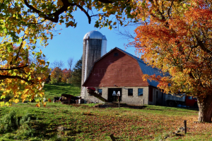 maple hill farm