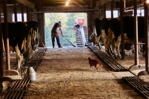 afternoon chores