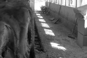 b&w shadows