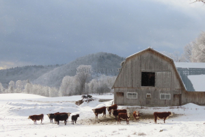 frosty morning