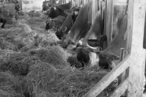 lineup of cows w/pail