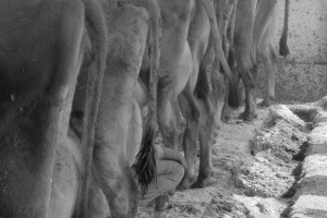 milking