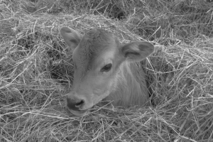 newborn in hay
