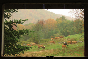 out of the barn