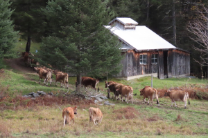up to the pasture
