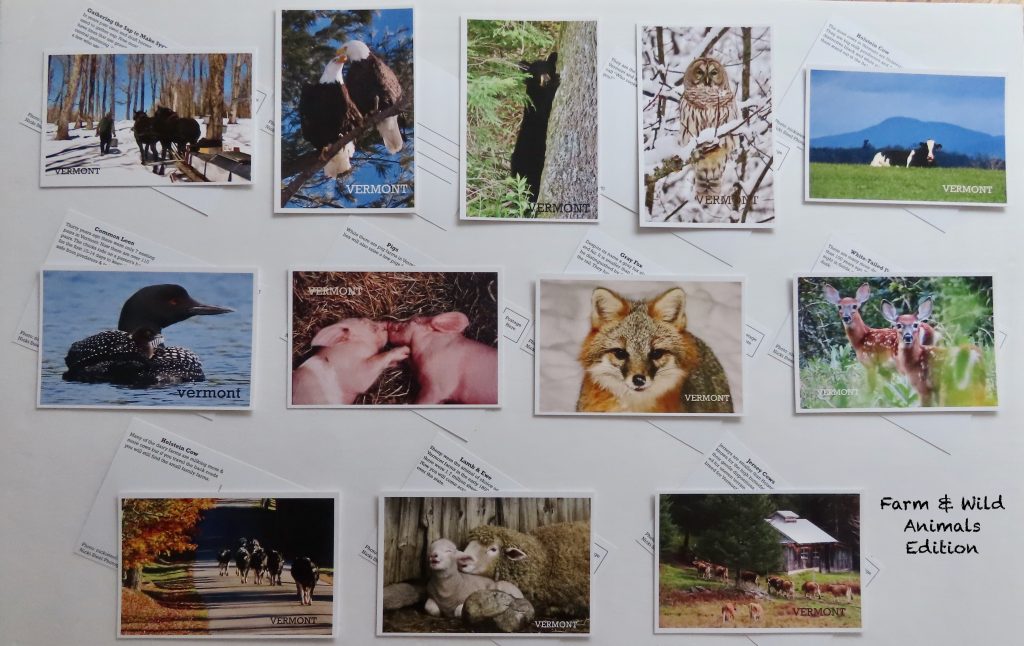 nicki steel animal postcards